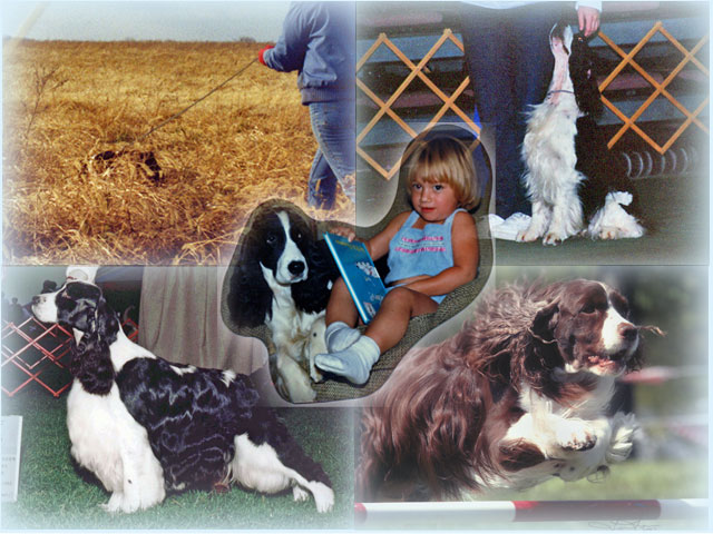 Photo collage of dogs as companions, conformation, tracking, obedience, and agility