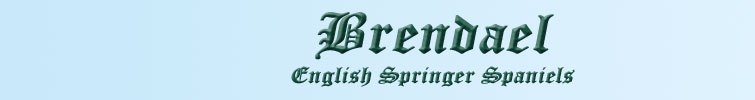 Brendael English Springer Spaniels