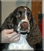 English Springer Spaniel - Aidan 5 months