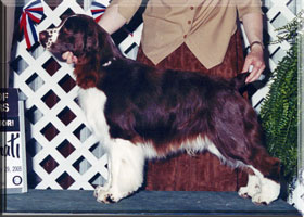 English Springer Spaniel - Aidan show