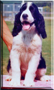 Brenna, an English Springer Spaniel