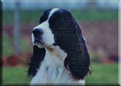 English Springer Spaniel - Brenna