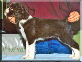 English Springer Spaniel - Brianne 10 weeks