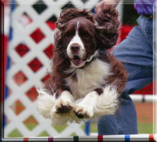 English Springer Spaniel - Brianne jumping