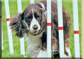 English Springer Spaniel - Brianne and weave poles