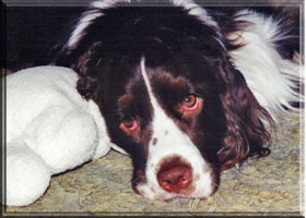 English Springer Spaniel - Brianne and her lamb