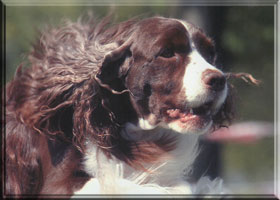 English Springer Spaniel - Brianne