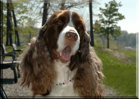 English Springer Spaniel - Brianne