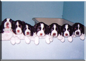 English Springer Spaniel - Brianne's puppies