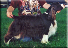 English Springer Spaniel - Brianne