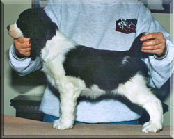 English Springer Spaniel - Hannah 10 weeks