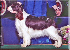 English Springer Spaniel - Hannah at show