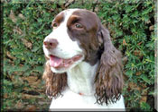 English Springer Spaniel - Hannah