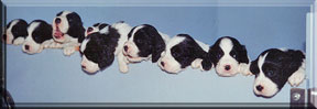 5 week old English Springer Spaniel puppies