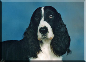 English Springer Spaniel - Kaitlin