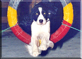 English Springer Spaniel Katy doing agility