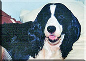 English Springer Spaniel - Katy