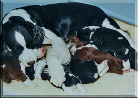 English Springer Spaniel Katy and puppies