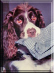 Nicky, an English Springer Spaniel