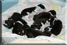 Two week old English Springer Spaniel puppies