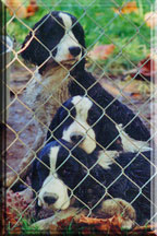 English Springer Spaniel puppies