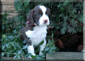 English Springer Spaniel - Rose 5 weeks