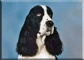 English Springer Spaniel - Teddy